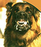 Rabies