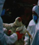 Avian influenza